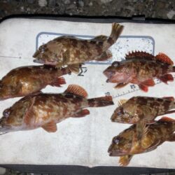 真冬の海でカサゴゲット！