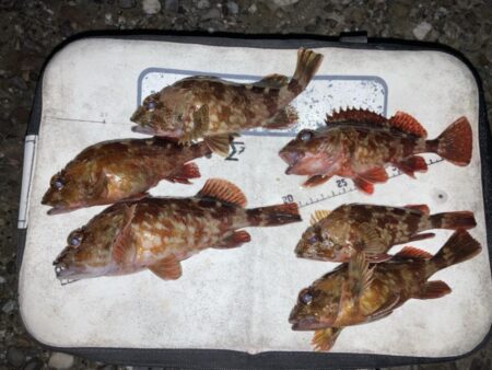 真冬の海でカサゴゲット！