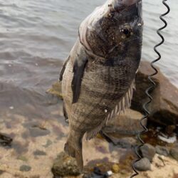 30分ほどの釣行に、、