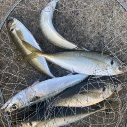 尺アジがポイントに戻ってきた