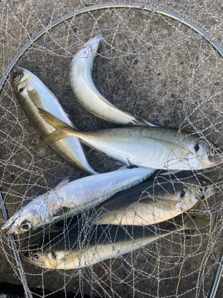 尺アジがポイントに戻ってきた