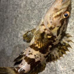 メバル⑨、タケノコメバル②