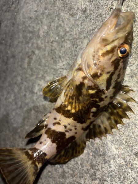 メバル⑨、タケノコメバル②