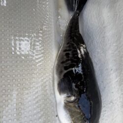 南房総沖、トラフグ