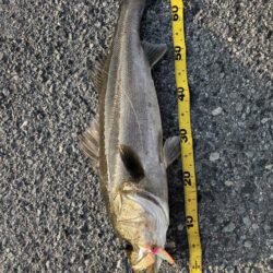 ショアジギング　6