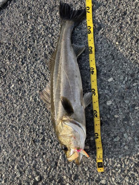 ショアジギング　6