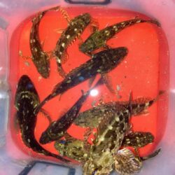 夕マズメのライトワインドでガシラ10匹GE…