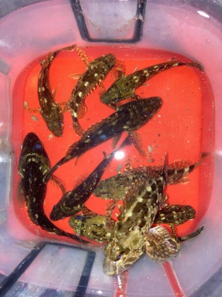 夕マズメのライトワインドでガシラ10匹GE…