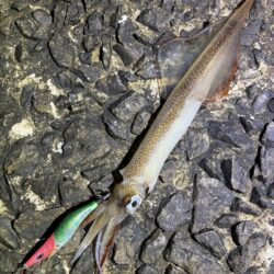 ヤリイカエギング