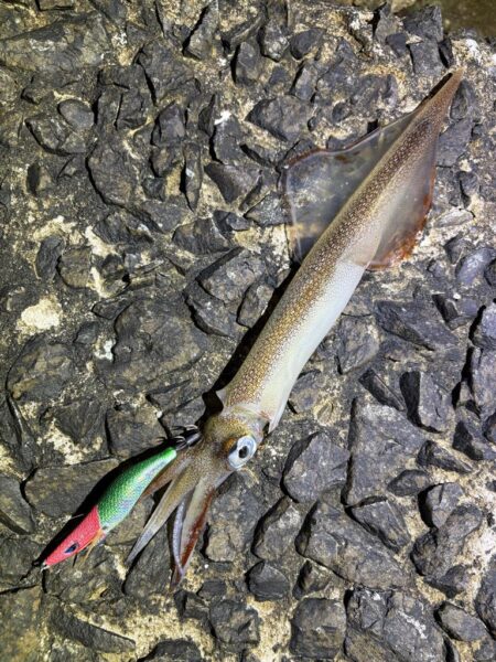 ヤリイカエギング