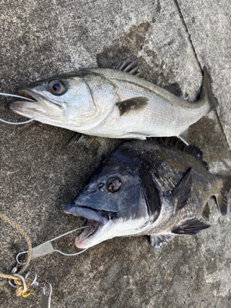 ハネ、チヌ活性高いです🐟