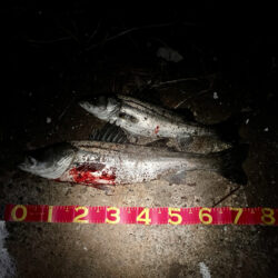 短釣でもバチ抜けで連発!