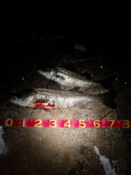 短釣でもバチ抜けで連発！