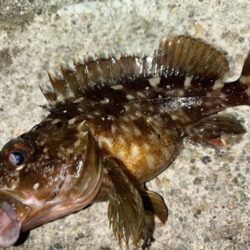 メバル10、ガシラ⑤