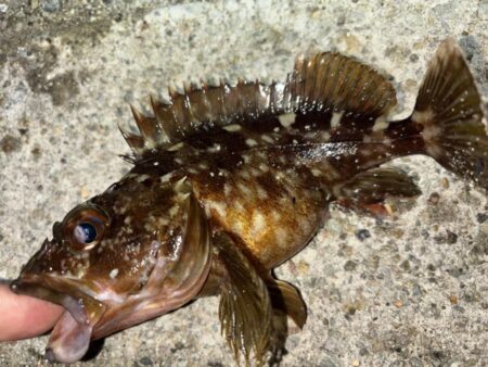 メバル10、ガシラ⑤