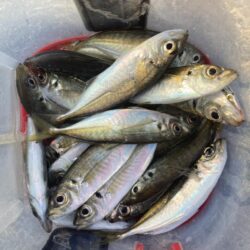 デイアジングでアジ20匹GET