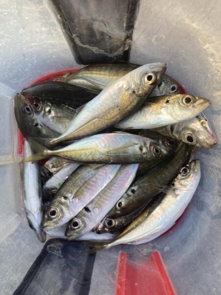 デイアジングでアジ20匹GET