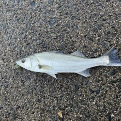 中海チニング再び