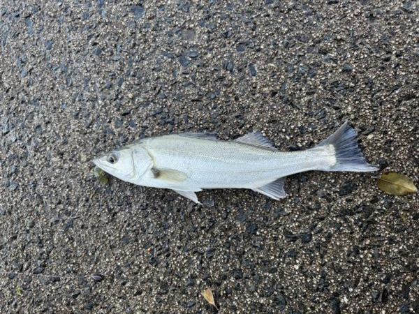 中海チニング再び