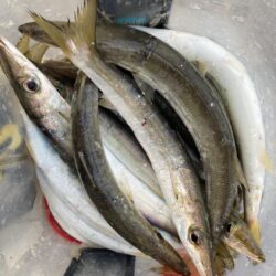 朝マズメのカマス釣りで20匹GET