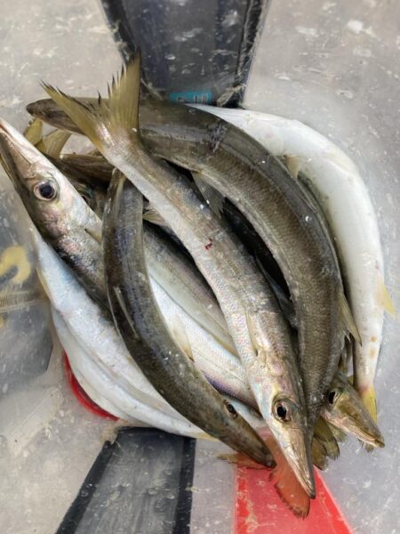 朝マズメのカマス釣りで20匹GET