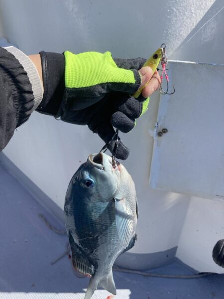 旬のグレジギング!