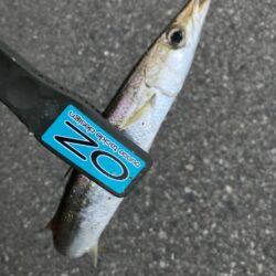 朝マズメのカマス調査