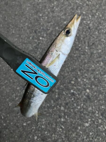 朝マズメのカマス調査