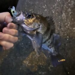 2026.No.7 ライトゲーム