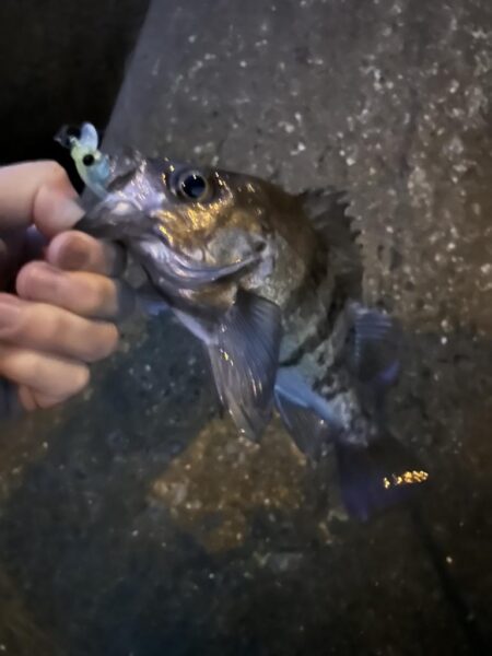 2026.No.7 ライトゲーム