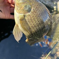 ゲストばっかのティラピア釣り