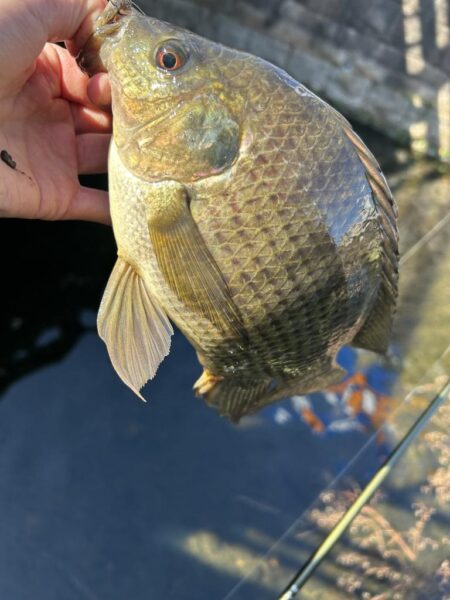 ゲストばっかのティラピア釣り