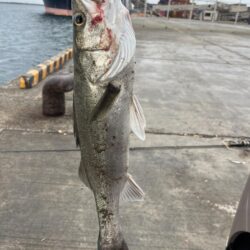 久しぶりのシーバス