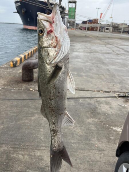 久しぶりのシーバス