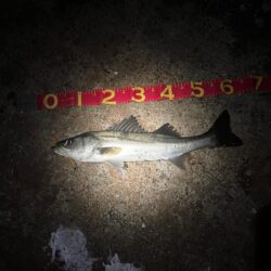 3連勝！！爆釣千葉港✨