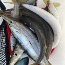 朝マズメのカマス釣りで8匹GET