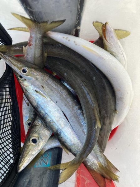 朝マズメのカマス釣りで8匹GET