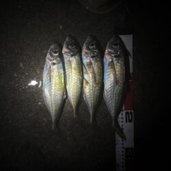 アジングプチ遠征