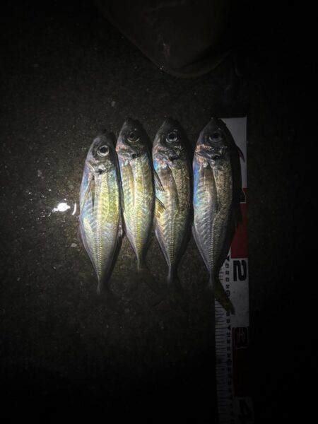 アジングプチ遠征