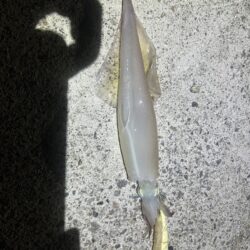 ヤリイカ　　コズクラ