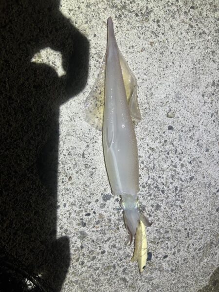 ヤリイカ　　コズクラ