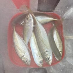 朝マズメのジグ単アジング