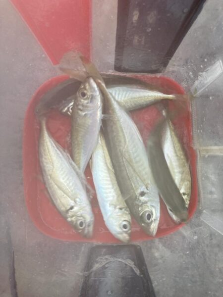 朝マズメのジグ単アジング