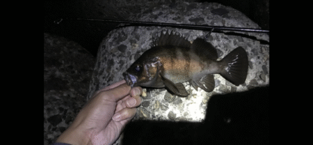 メバルがぼちぼち