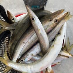 朝マズメのカマス調査