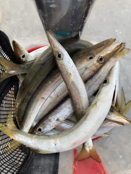 朝マズメのカマス調査