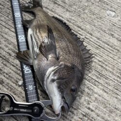 ヘチってきました