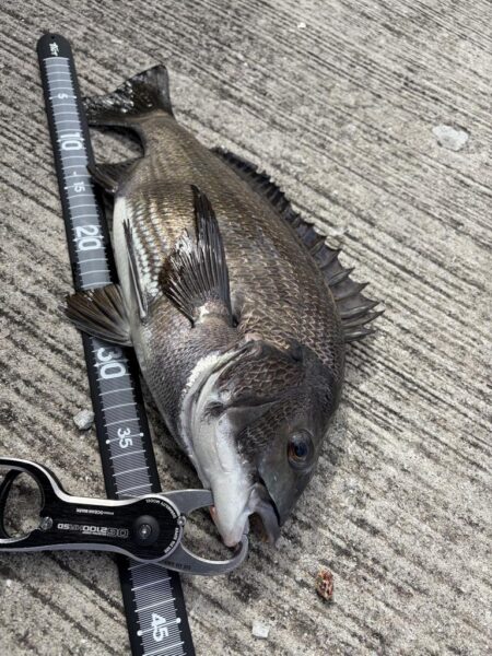 ヘチってきました