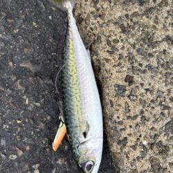 ショアジギング　5