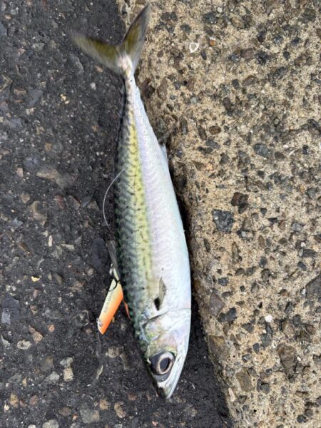 ショアジギング　5